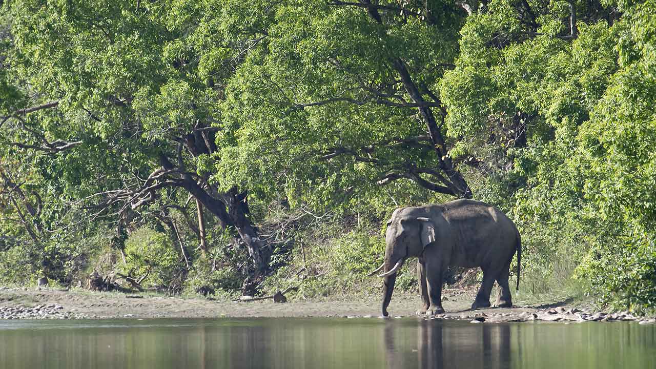 Nature's Splendor: Embrace Wildlife